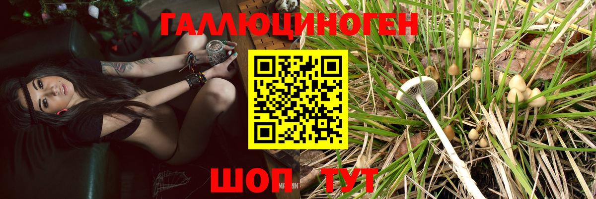 Псилоцибиновые грибы Psilocybe  Шали  Галлюциногенные грибы прущие грибы 