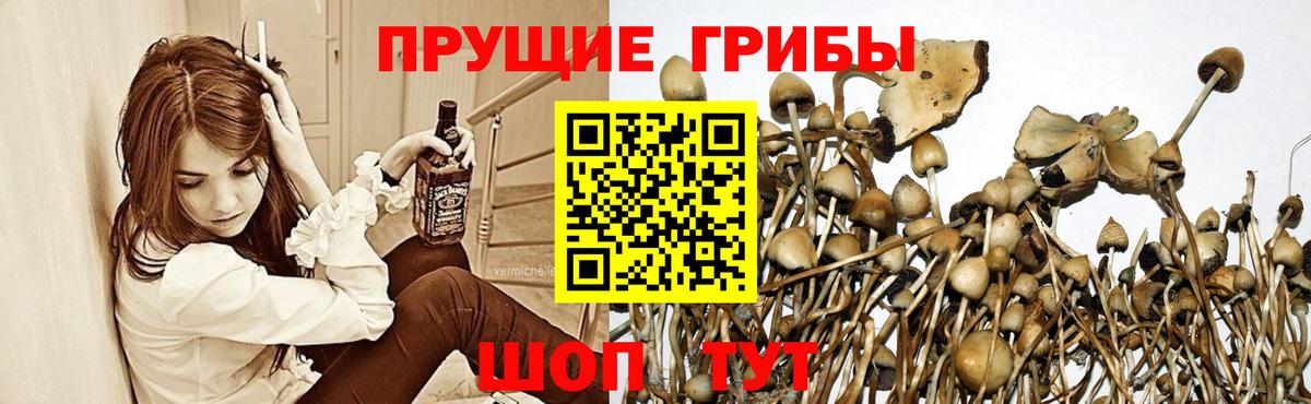 Галлюциногенные грибы мицелий  Вход с VPN  Псилоцибиновые грибы GOLDEN TEACHER  Шали 